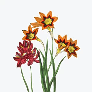 Victorian Botanical Illustration of Three-Colored and Cup-Shaped Ixia
