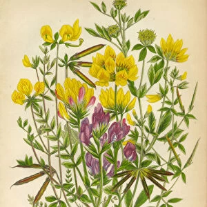 Victorian Botanical Illustration of Trefoil and Oxytropis, Legume