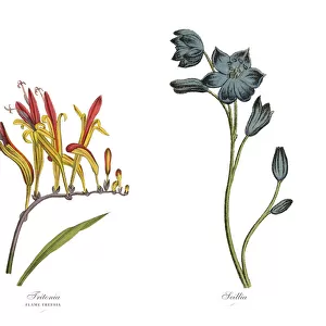 Victorian Botanical Illustration of Tritonia and Scillia Plants