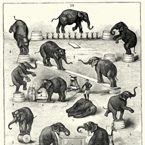 Victorian circus, animal trainer performing tricks with elephants, 19th Century