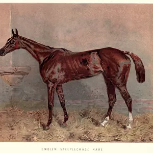 Victorian horse racing, Emblem steeplechase mare