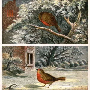 Two Victorian illustrations of robins in the snow Two Victorian illustrations of robins in the snow