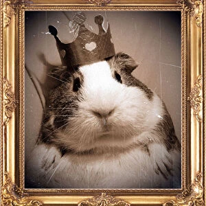 Victorian portrait of regal guinea pig