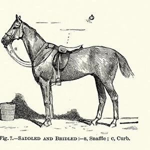 Victorian sports, Riding, Saddled and bridled, 19th Century