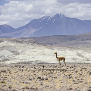 Vicugna or Vicuna -Vicugna vicugna-, Altiplano, Putre, Arica y Parinacota Region, Chile
