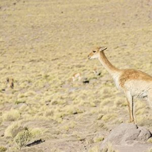 Vicuna -Vicugna vicugna- in the highland, San Pedro de Atacama, Antofagasta Region, Chile