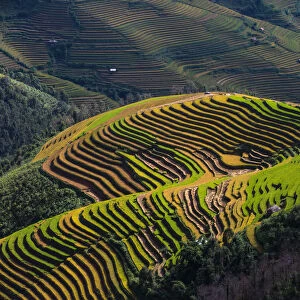 Vietnam - Mu Cang Chai rice terrace paddy landscape under sunlight