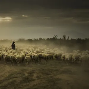 Vietnam - Phan Rang flock of sheeps