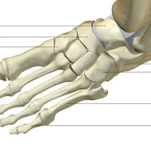 Bones of the Foot Above View Print Bones of the Foot Above View Print