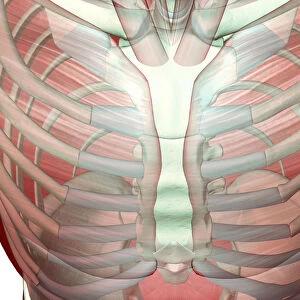 above view, anatomy, chest, chest muscles, close-up view, front view, human, illustration