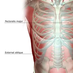 Human Chest Anatomy Print Human Chest Anatomy Print