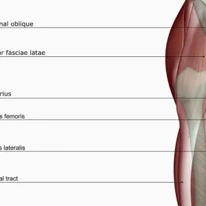 Hip Muscles Print - Close-up Anatomy Illustration Hip Muscles Print - Close-up Anatomy Illustration