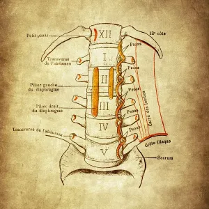 View of the anterior aspect of the lumbar vertebrae View of the anterior aspect of the lumbar vertebrae