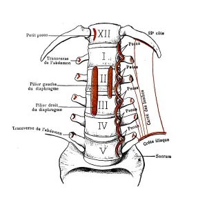 View of the anterior aspect of the lumbar vertebrae View of the anterior aspect of the lumbar vertebrae