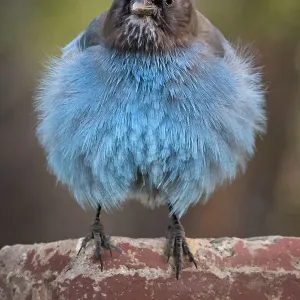 Front view of a blue Jay fluffing his feathers