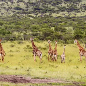 View of Giraffe (Giraffa camelopardalis) Herd in Bushveld