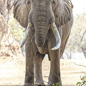 Front View of Huge African Elephant Named Boswell at Mana Pools, Zimbabwe