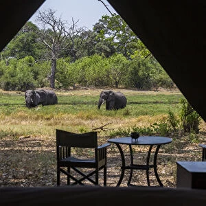 View from inside luxury tent onto the river bank with elephants grazing, Machaba Camp, Okavango Delta, Botswana