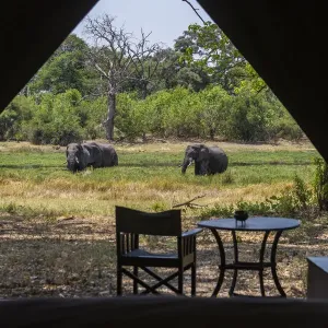View from inside luxury tent onto the river bank with elephants grazing, Machaba Camp, Okavango Delta, Botswana