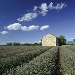 View Over Lavender Fields to a Stone Hut