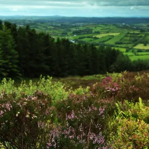 View from the top of Loughanleagh mountain View from the top of Loughanleagh mountain