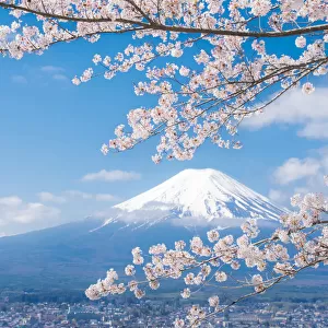 View of Mount Fuji with Cherry Blossom, Japan