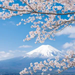 Mt Fuji Print with Cherry Blossom and Lake Kawaguchiko