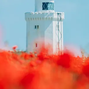 Poppy Field Print with South Foreland Lighthouse
