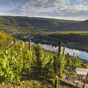 View over vineyards towards the Moselle River and Senheim, Mesenich, Cochem-Zell district, in Rhineland-Palatinate, Germany, Europe