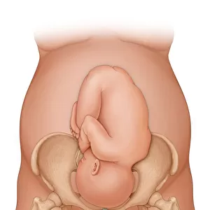 Front view of a woman nine months pregnant (baby phantomed within) ready for delivery