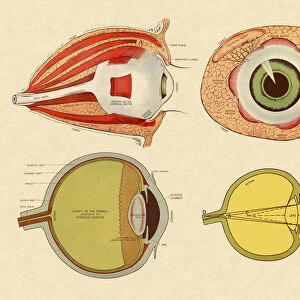 Four Views of Eye