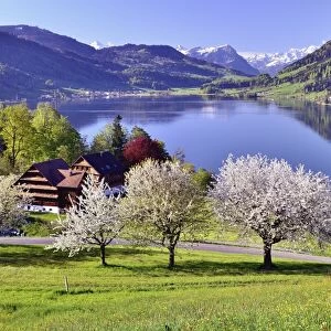 Views of Morgarten on Aegerisee, flowering cherry trees in the foreground, Oberageri, Canton of Zug, Switzerland