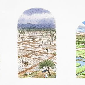 Three views of the same rice field in different weather conditions, during a draught, monsoon and after the rain