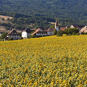 The village Onnens behind a field of sunflowers, Lake NeuchAzAtel, Switzerland, Europe