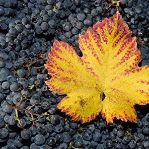 Vine leaf with autumn colours on grapes, Baden-Wurttemberg, Germany