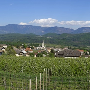 Vines, Kaltern, Wine Route, Province of South Tyrol, Italy