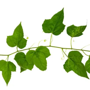 White Background Vines Print White Background Vines Print