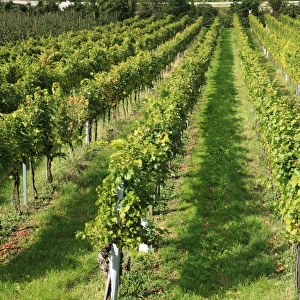 Vineyard, Austria, Wachau