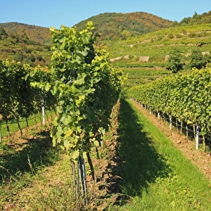 Vineyard, Austria, Wachau Valley