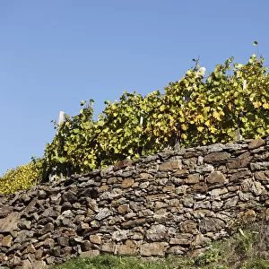 Vineyard on dry stone wall, Viessling, Spitzer Graben valley, Wachau valley, Waldviertel region, Lower Austria, Austria, Europe