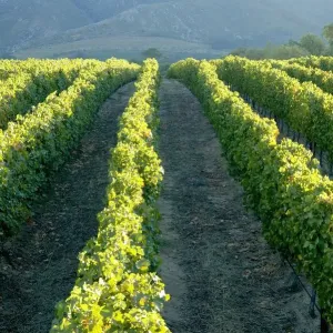 Vineyard and Mountain Landscape Scene Vineyard and Mountain Landscape Scene