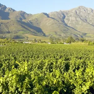 Vineyard and Mountain Landscape Scene Vineyard and Mountain Landscape Scene