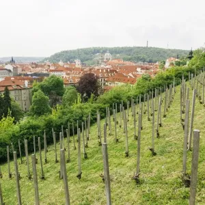Vineyard in Prague, Czech Republic Vineyard in Prague, Czech Republic