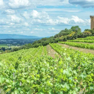 Vineyard next to Ruins of castle, Chateauneuf du Pape, France