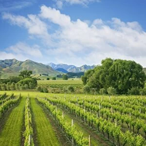 Vineyard tucked up under the mountains, in the wine growing Marlborough Region, South Island, New Zealand