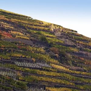 Vineyard with vines on steep slopes and terraces at the autumn, Mayschoss, Ahrtal, Eifel, Rhineland-Palatinate, Germany