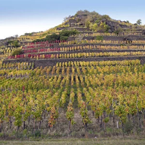 Vineyard with vines on steep slopes and terraces in autumn, Mayschoss, Ahrtal, Eifel, Rhineland-Palatinate, Germany
