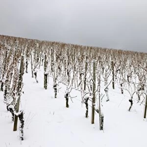 Vineyard in winter, near Korb, Baden-Wuerttemberg, Germany, Europe