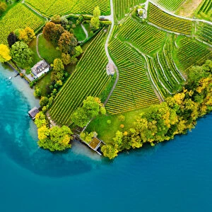 Vineyards on the lake Thun in the Bernese Oberland of Switzerland