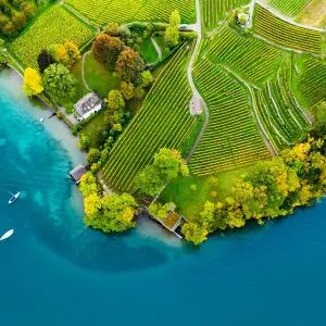 Vineyards on Lake Thun Print Vineyards on Lake Thun Print